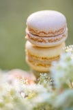 Heerlijke zoete luchtige Franse gebakjes Dessertsnoepjes macarons royalty-vrije stock afbeelding Heerlijke zoete luchtige Franse gebakjes Dessertsnoepjes macarons royalty-vrije stock afbeelding