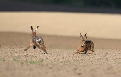Heiratspiele Lauf mit zwei wilder Feldhasen um die gepflogene FI stockfotografie Heiratspiele Lauf mit zwei wilder Feldhasen um die gepflogene FI stockfotografie