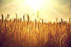 Heißer Sommertag Ohren der goldenen Weizennahaufnahme lizenzfreie stockfotos Heißer Sommertag Ohren der goldenen Weizennahaufnahme lizenzfreie stockfotos