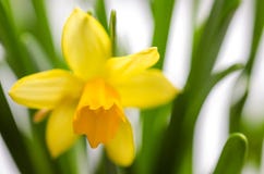 Heldere gele bloeiende narcissen met druppeltjes van water stock foto Heldere gele bloeiende narcissen met druppeltjes van water stock foto