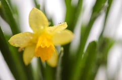 Heldere gele bloeiende narcissen met druppeltjes van water stock afbeeldingen Heldere gele bloeiende narcissen met druppeltjes van water stock afbeeldingen