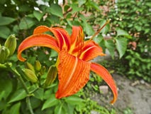 Heldere oranje lelie - een luxueuze bloem tegen de achtergrond van groene bladeren royalty-vrije stock fotografie Heldere oranje lelie - een luxueuze bloem tegen de achtergrond van groene bladeren royalty-vrije stock fotografie