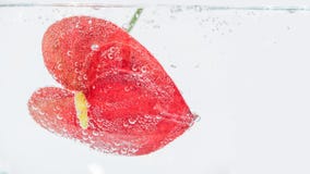 Heldere rode anthuriumbloem in duidelijk duidelijk water stock afbeelding Heldere rode anthuriumbloem in duidelijk duidelijk water stock afbeelding