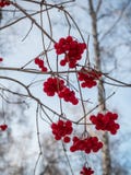 Heldere rode lijsterbes in het de winter sneeuwbos in Rusland royalty-vrije stock afbeelding Heldere rode lijsterbes in het de winter sneeuwbos in Rusland royalty-vrije stock afbeelding