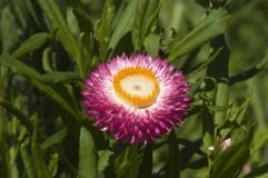 Heldere roze en gele bloem van een strawflower of een eeuwig madeliefje stock foto Heldere roze en gele bloem van een strawflower of een eeuwig madeliefje stock foto