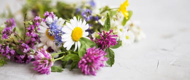 Helende Kruiden Geneeskrachtige installaties en bloemenboeket met munt, c stock afbeelding Helende Kruiden Geneeskrachtige installaties en bloemenboeket met munt, c stock afbeelding