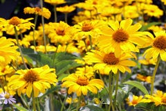 Helianthoides do Heliopsis imagens de stock Helianthoides do Heliopsis imagens de stock
