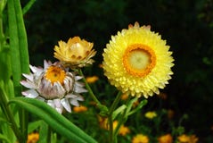 Helichrysum Flowers Suitable For Drying Stock Images