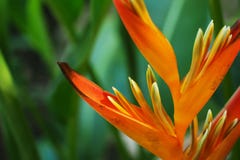Heliconia alaranjado que floresce na luz do sol imagens de stock Heliconia alaranjado que floresce na luz do sol imagens de stock
