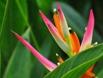 Heliconia flower Bird Paradise