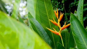 HELICONIA PSITTACORUM ou oiseau jaune de la fleur de paradis et d'une certaine eau se laissent tomber dans le jardin tropical de Photographie stock libre de droits HELICONIA PSITTACORUM ou oiseau jaune de la fleur de paradis et d'une certaine eau se laissent tomber dans le jardin tropical de Photographie stock libre de droits