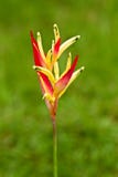 Heliconia Stalk Stock Photography
