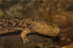  Hellbender oriental imagem de stock royalty free