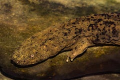  Hellbender oriental imagem de stock royalty free