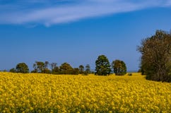Helle gelbe Rapssamenfeldblüte im Frühjahr stockbild Helle gelbe Rapssamenfeldblüte im Frühjahr stockbild