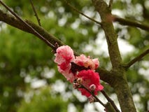 Helle rote Pflaumenbl?ten Wintersweet stockfoto Helle rote Pflaumenbl?ten Wintersweet stockfoto