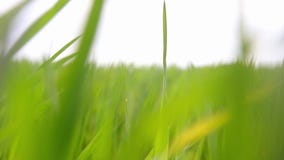 Helle vibrierende Nahaufnahme des grünen Grases Abstrakter natürlicher Hintergrund des grünen Grases und der Schönheit verwischte stock footage Helle vibrierende Nahaufnahme des grünen Grases Abstrakter natürlicher Hintergrund des grünen Grases und der Schönheit verwischte stock footage