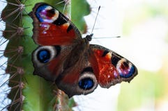 Heller Admiralsschmetterling auf einem grünen Kaktus stockfoto Heller Admiralsschmetterling auf einem grünen Kaktus stockfoto