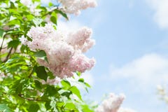 Heller Hintergrund des Frühlinges mit lila Niederlassungen stockbild Heller Hintergrund des Frühlinges mit lila Niederlassungen stockbild