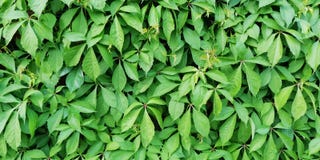 Heller Sommerhintergrund Wand von gr?nen Bl?ttern von dekorativen m?dchenhaften Trauben stockfotos Heller Sommerhintergrund Wand von gr?nen Bl?ttern von dekorativen m?dchenhaften Trauben stockfotos
