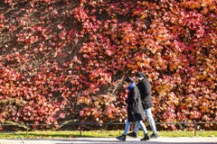 Helles sonniges Wetter in London mit Herbstfarben lizenzfreies stockbild Helles sonniges Wetter in London mit Herbstfarben lizenzfreies stockbild