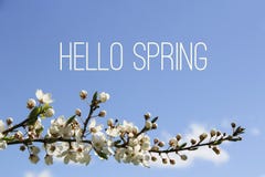 Hello Spring text and blooming tree branch on blue sky background Royalty Free Stock Images Hello Spring text and blooming tree branch on blue sky background Royalty Free Stock Images