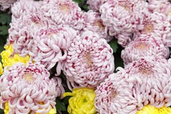 Hellpurpurne rote Chrysantheme, luftgetrockneter Ziegelstein rgb lizenzfreies stockfoto Hellpurpurne rote Chrysantheme, luftgetrockneter Ziegelstein rgb lizenzfreies stockfoto