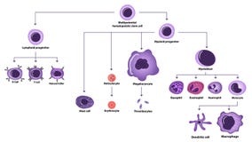 Hematopoiesis cell types scheme royalty free illustration Hematopoiesis cell types scheme royalty free illustration