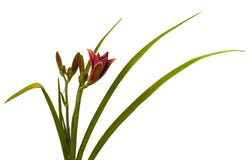 Hemerocallis miniature pourpre (daylily) Photographie stock libre de droits Hemerocallis miniature pourpre (daylily) Photographie stock libre de droits
