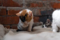 Heml?s kattunge, bara, katt, katter gata beh?v v?nner royaltyfri bild Heml?s kattunge, bara, katt, katter gata beh?v v?nner royaltyfri bild
