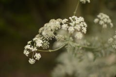 Hemlock σε μια δασώδη περιοχή, UK στοκ εικόνες Hemlock σε μια δασώδη περιοχή, UK στοκ εικόνες