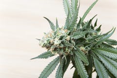 Hemp Bloom Stock Image Hemp Bloom Stock Image