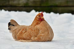 Hen Lie Resting On Snow In Wintery Landscape. Royalty Free Stock Images
