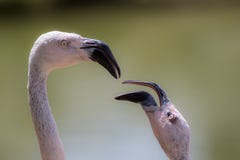 Hen-pecked husband. Male flamingo bird being nagged. royalty free stock image Hen-pecked husband. Male flamingo bird being nagged. royalty free stock image