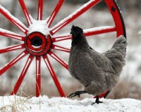 Hen Standing By An Old Wooden Wagon Wheel In Snow In Wintery Landscape. Stock Photos