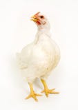 Hen on white background