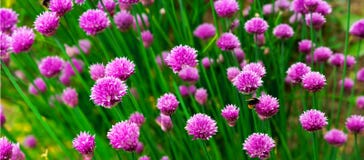 Herb Flower - Panorma Stock Images Herb Flower - Panorma Stock Images