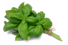 Herb Series Basil