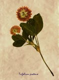 Pressed and dried flowers of red clover royalty free stock photos Pressed and dried flowers of red clover royalty free stock photos