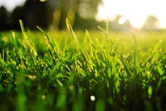 Herbe Herbe