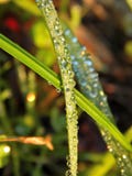 Herbe avec des gouttes de l'eau image libre de droits Herbe avec des gouttes de l'eau image libre de droits