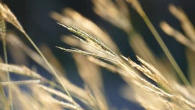 Herbe balançant dans la brise Herbe balançant dans la brise