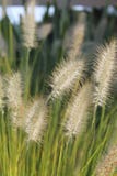 Herbe dans la fleur image stock Herbe dans la fleur image stock