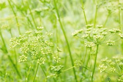 Herbe de gourmandise dans une ros?e Fermez-vous vers le haut du tir avec le foyer s?lectif photos libres de droits Herbe de gourmandise dans une ros?e Fermez-vous vers le haut du tir avec le foyer s?lectif photos libres de droits
