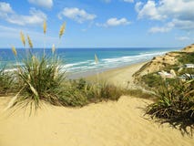 Herbe des pampas sur la plage au Nouvelle-Zélande photos libres de droits Herbe des pampas sur la plage au Nouvelle-Zélande photos libres de droits