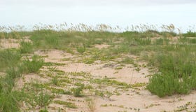 Herbe et lierre dans les dunes photo libre de droits Herbe et lierre dans les dunes photo libre de droits