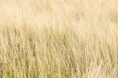 Herbe grande jaune s'élevant sur le champ, foin pour des bétail, paysage, fond naturel images stock Herbe grande jaune s'élevant sur le champ, foin pour des bétail, paysage, fond naturel images stock