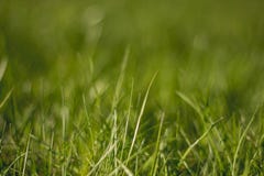 Herbe juteuse et vert clair Fin vers le haut Fond d'herbe verte La texture de l'herbe images stock Herbe juteuse et vert clair Fin vers le haut Fond d'herbe verte La texture de l'herbe images stock