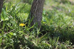 Herbe, pissenlits, et Grey Tree Trunk photos stock Herbe, pissenlits, et Grey Tree Trunk photos stock