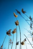 Herbe sèche Ciel bleu rêve photos libres de droits Herbe sèche Ciel bleu rêve photos libres de droits